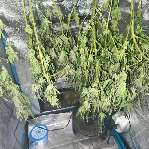 RoMelly growlog timeline photo