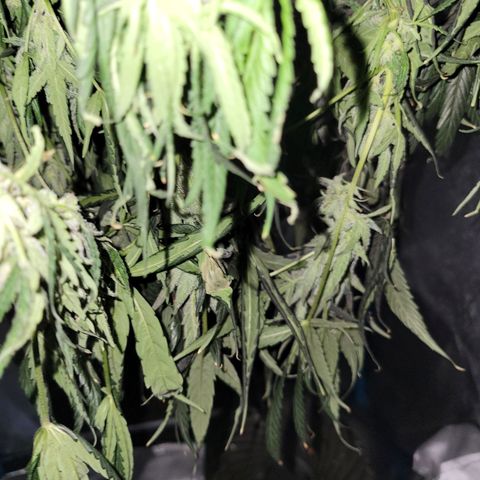 RoMelly growlog timeline photo