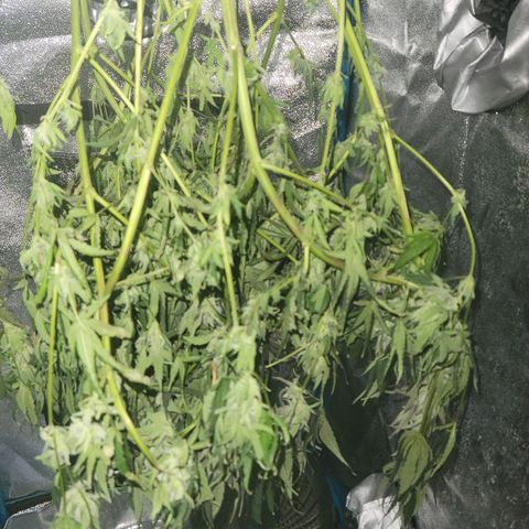 RoMelly growlog timeline photo