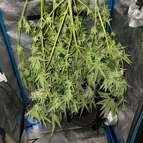 RoMelly growlog timeline photo
