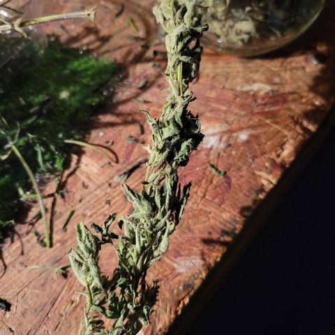 RoMelly growlog timeline photo