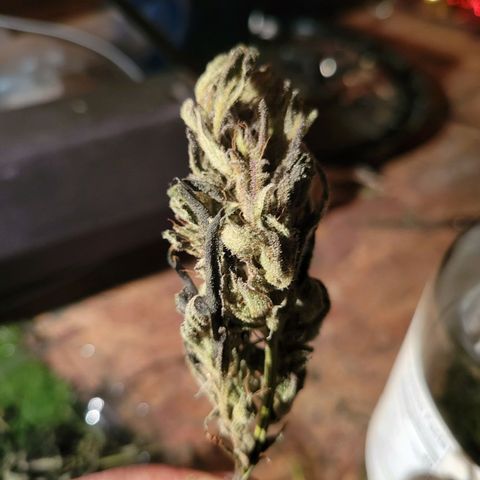 RoMelly growlog timeline photo