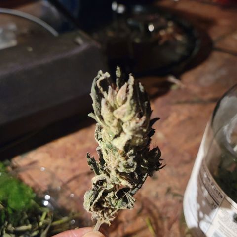RoMelly growlog timeline photo