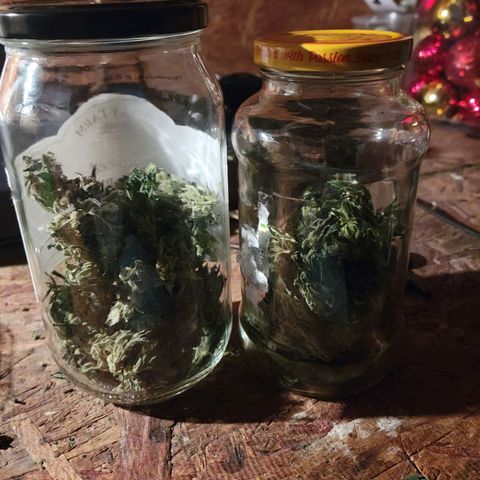 RoMelly growlog timeline photo