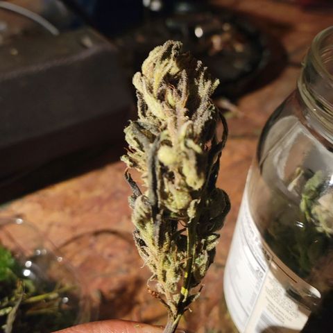 RoMelly growlog timeline photo