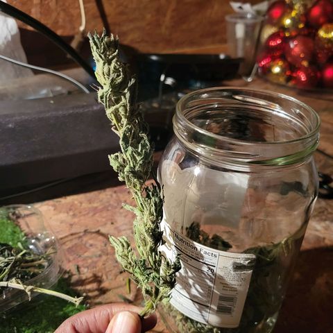 RoMelly growlog timeline photo