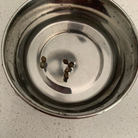 WZ Autos #1 growlog photo