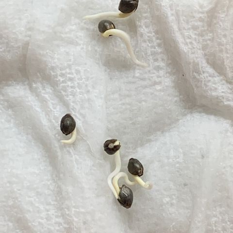 WZ Autos #1 growlog photo