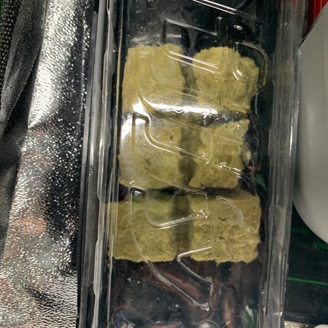 WZ Autos #1 growlog photo