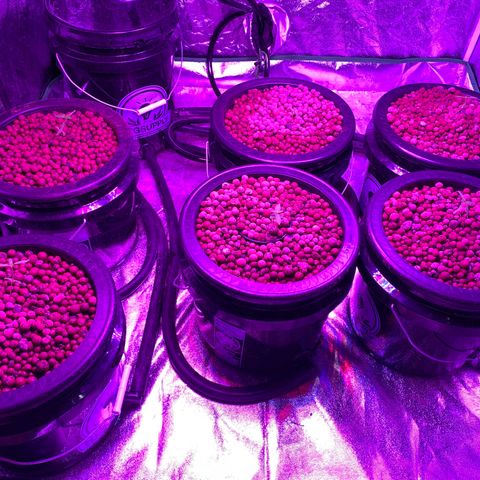 WZ Autos #1 growlog photo