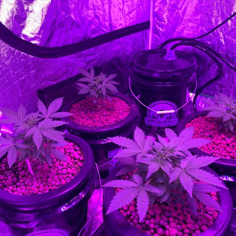 WZ Autos #1 growlog photo: Pic update on Autos