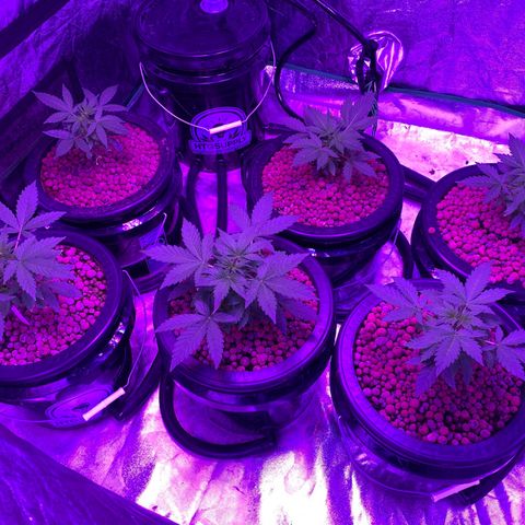 WZ Autos #1 growlog photo: Pic update on Autos