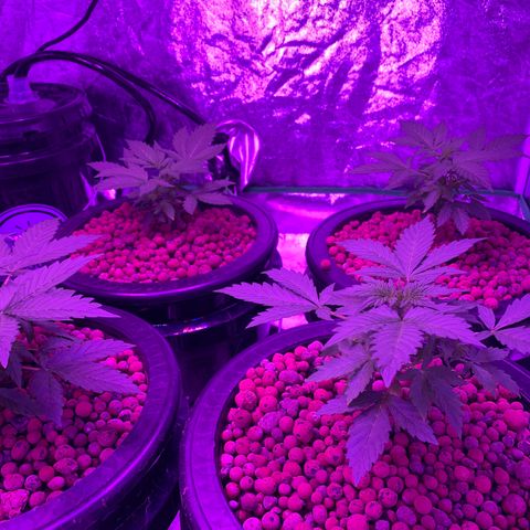 WZ Autos #1 growlog photo: Pic update on Autos