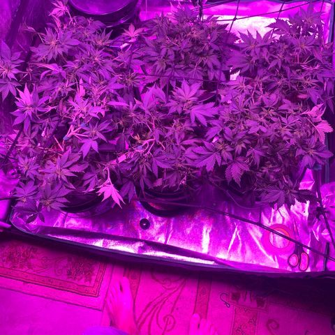 WZ Autos #1 growlog photo: Week 5 pics with LST.