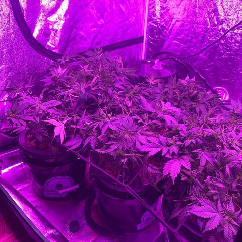 WZ Autos #1 growlog photo: Week 5 pics with LST.