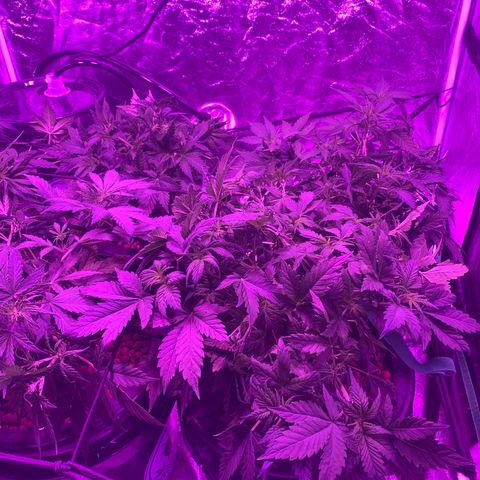 WZ Autos #1 growlog photo: Week 5 pics with LST.