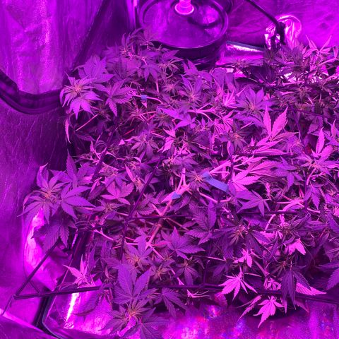 WZ Autos #1 growlog photo: Day 50. Should be getting close to going into flowering mode.