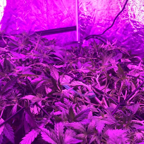 WZ Autos #1 growlog photo: Day 50. Should be getting close to going into flowering mode.