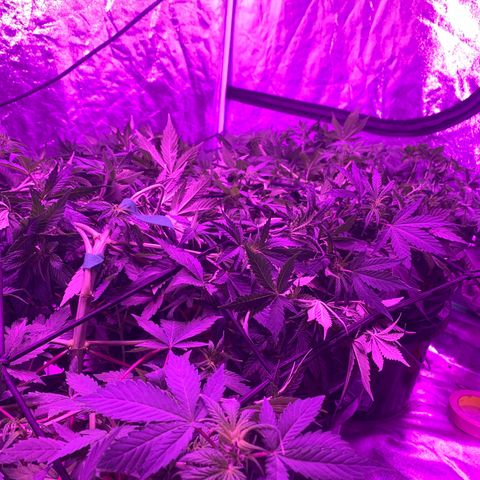 WZ Autos #1 growlog photo: Day 50. Should be getting close to going into flowering mode.