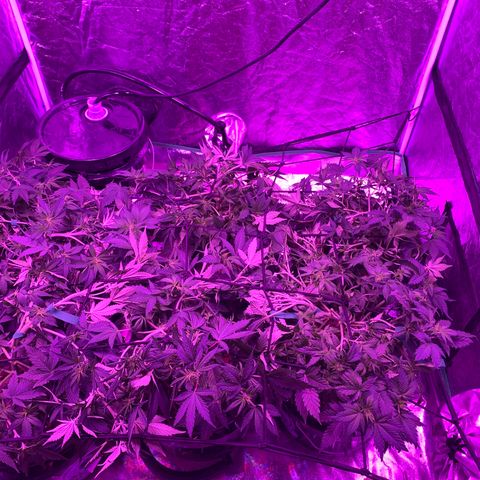 WZ Autos #1 growlog photo: Day 50. Should be getting close to going into flowering mode.