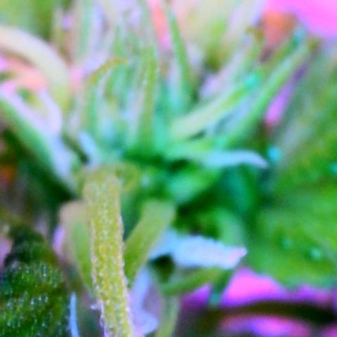 WZ Autos #1 growlog photo: All plants are showing signs of flower.