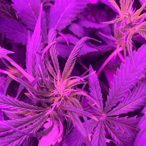 WZ Autos #1 growlog photo: All plants are showing signs of flower.