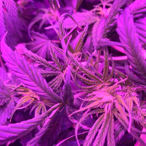 WZ Autos #1 growlog photo: All plants are showing signs of flower.