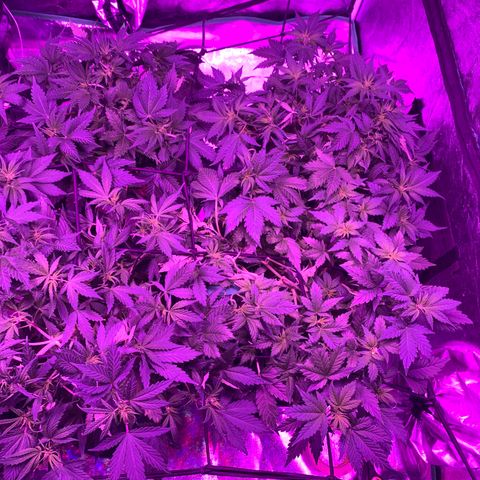 WZ Autos #1 growlog photo: All plants are showing signs of flower.