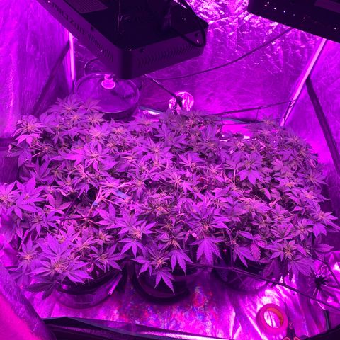 WZ Autos #1 growlog photo: All plants are showing signs of flower.