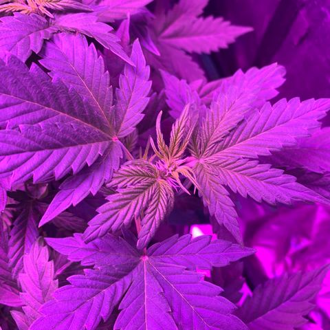 WZ Autos #1 growlog photo: All plants are showing signs of flower.