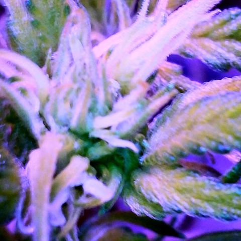 WZ Autos #1 growlog photo: All plants are showing signs of flower.