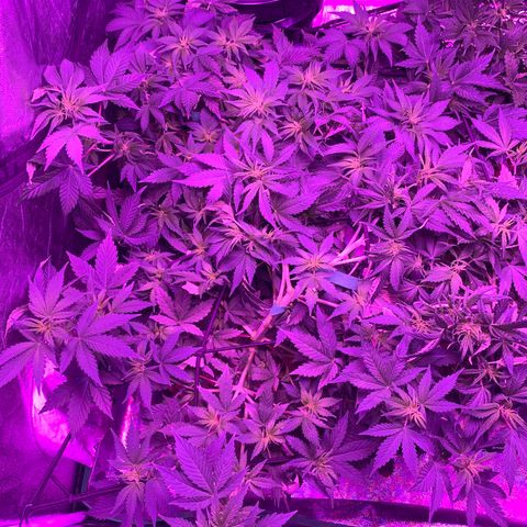 WZ Autos #1 growlog photo: All plants are showing signs of flower.