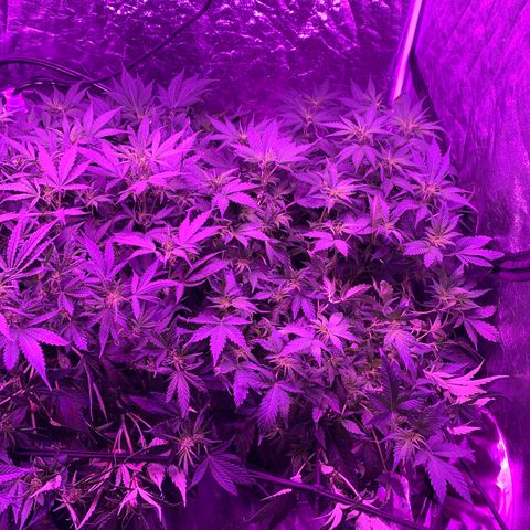 WZ Autos #1 growlog photo: Week 9 of life!