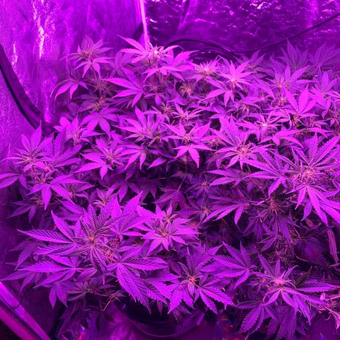 WZ Autos #1 growlog photo: Week 9 of life!