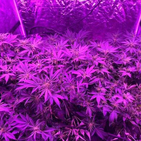 WZ Autos #1 growlog photo: Week 9 of life!