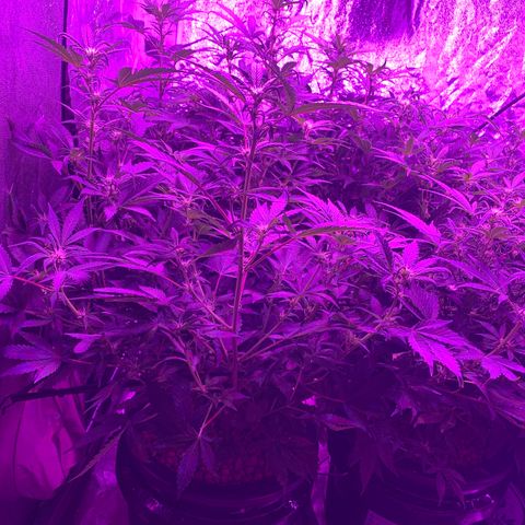 WZ Autos #1 growlog photo: Day 12 of flowering.