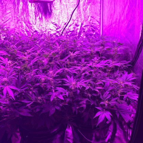 WZ Autos #1 growlog photo: Day 12 of flowering.