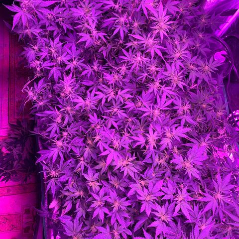 WZ Autos #1 growlog photo: Post trimming 