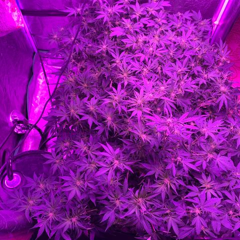 WZ Autos #1 growlog photo: Post trimming 