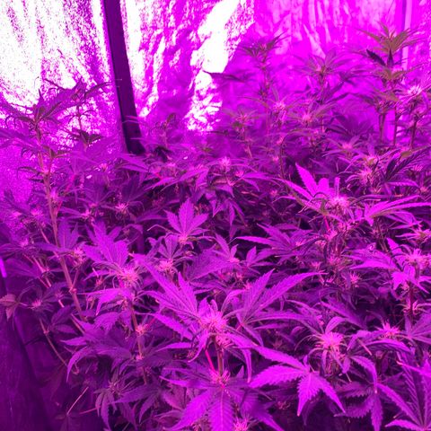 WZ Autos #1 growlog photo: Flowering photos.