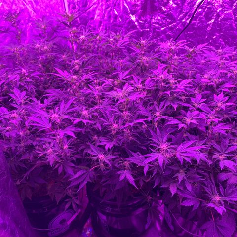 WZ Autos #1 growlog photo: Flowering photos.