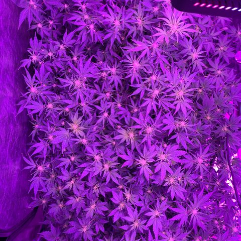 WZ Autos #1 growlog photo: Flowering photos.