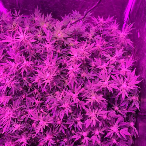 WZ Autos #1 growlog photo: Flowering pics