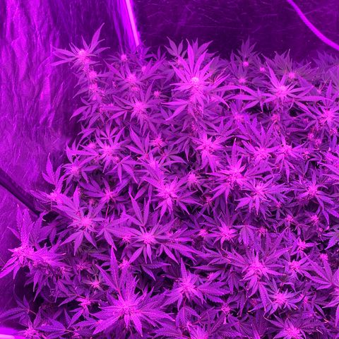 WZ Autos #1 growlog photo: Flowering pics