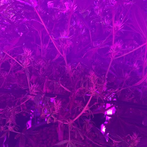 WZ Autos #1 growlog timeline photo