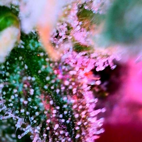 WZ Autos #1 growlog photo: Trichomes check