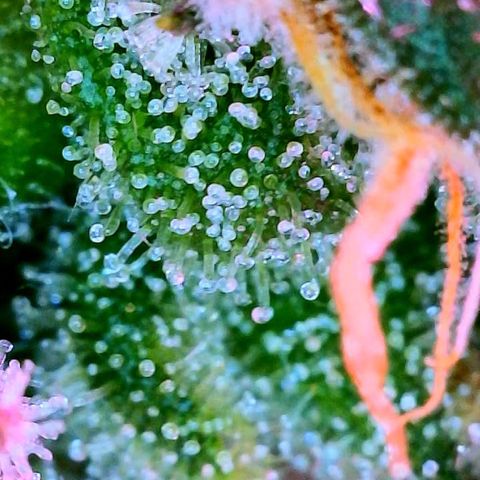 WZ Autos #1 growlog photo: Trichomes check