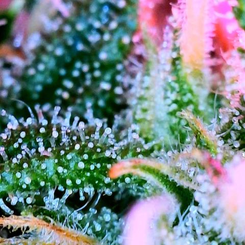 WZ Autos #1 growlog photo: Trichomes check