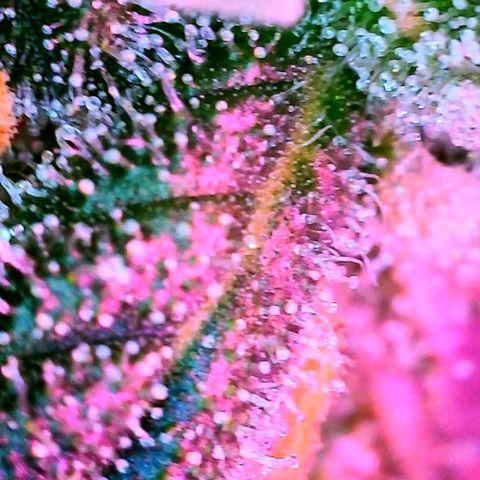 WZ Autos #1 growlog photo: Trichomes check
