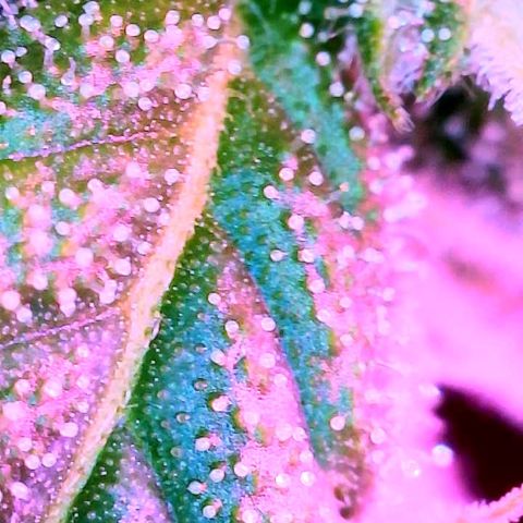 WZ Autos #1 growlog photo: Trichomes check